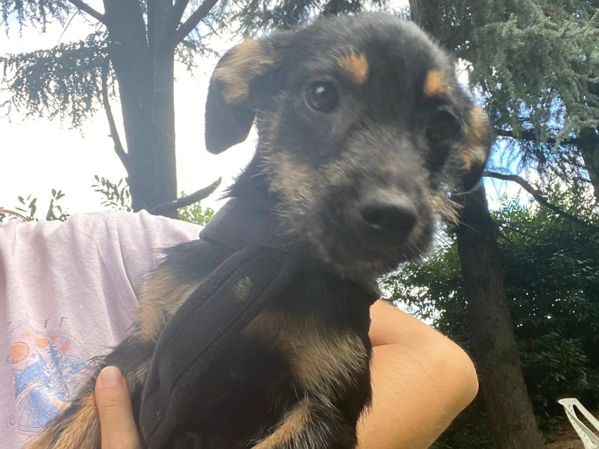 Adozione cane, femmina, Razza sconosciuta Razza sconosciuta, 5 mesi, taglia piccola, Milano