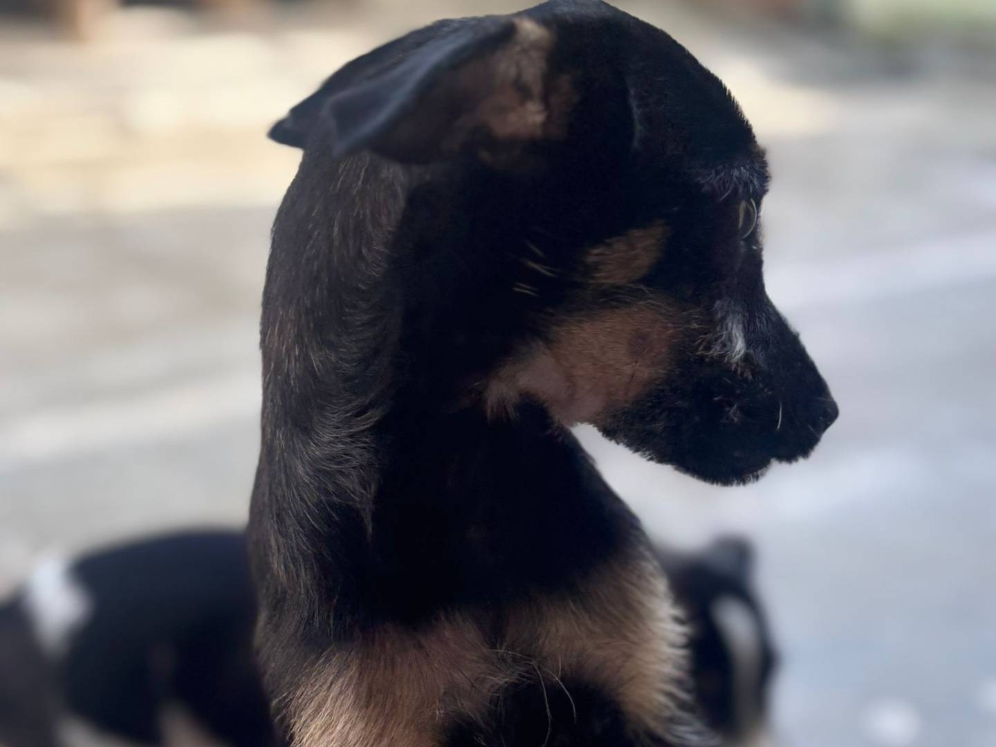Adotta un cane, femmina, 5 mesi, Milano