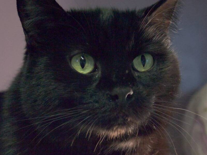Adozione gatto, femmina, Razza sconosciuta Razza sconosciuta, 8 anni e 10 mesi, taglia non valida, Monza