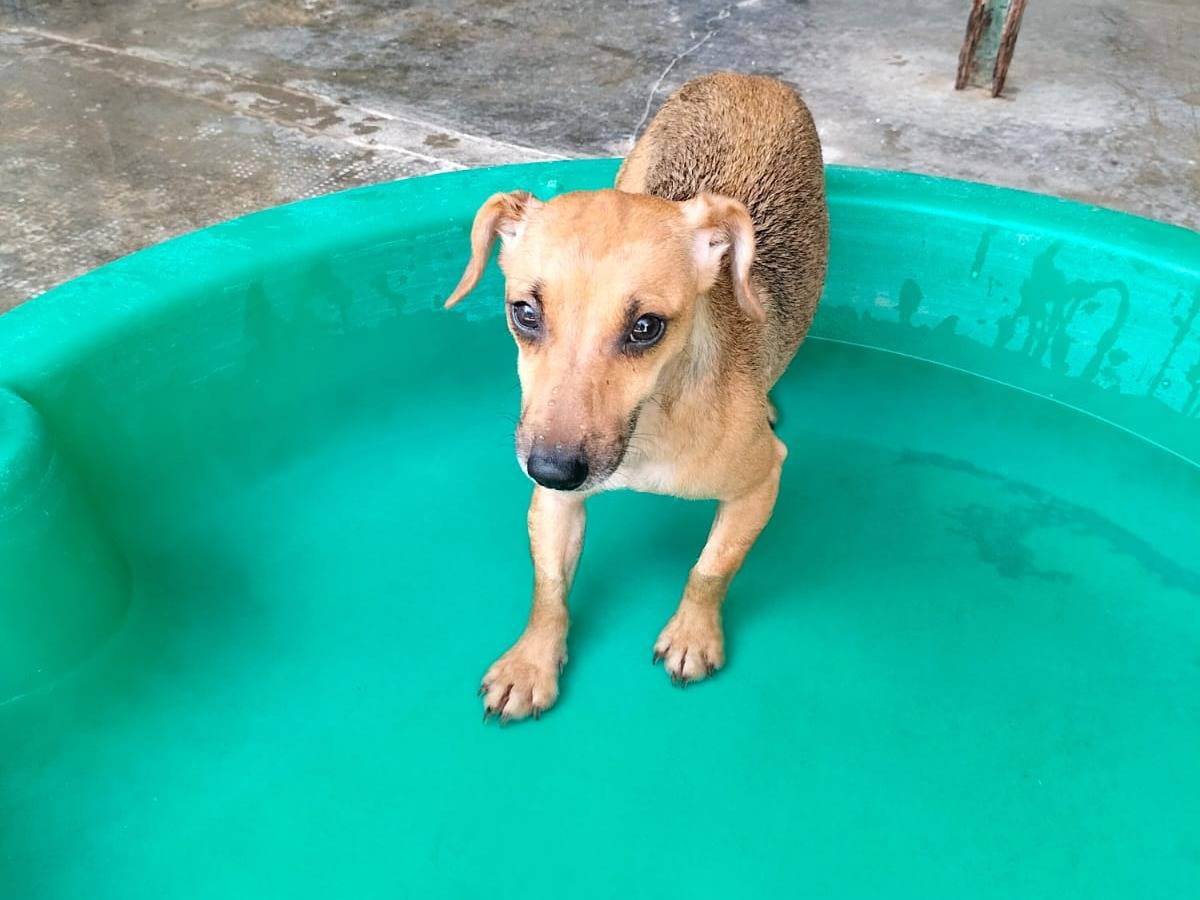 Adotta un cane, femmina, 1 anno e 6 mesi, Milano