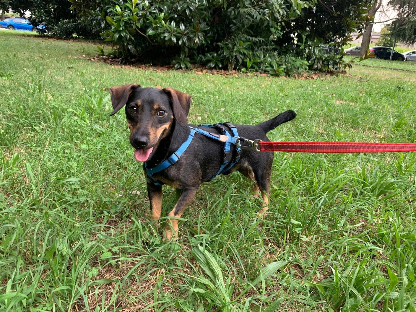 Adozione cane, maschio, Razza sconosciuta Razza sconosciuta, 3 anni e 2 mesi, taglia piccola, Milano