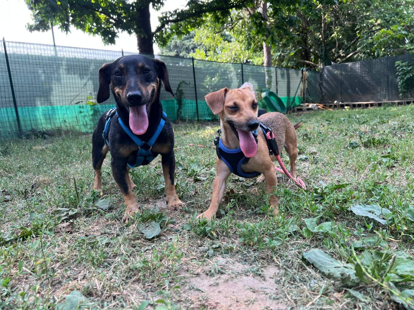 Adotta un cane, maschio, 3 anni e 2 mesi, Milano