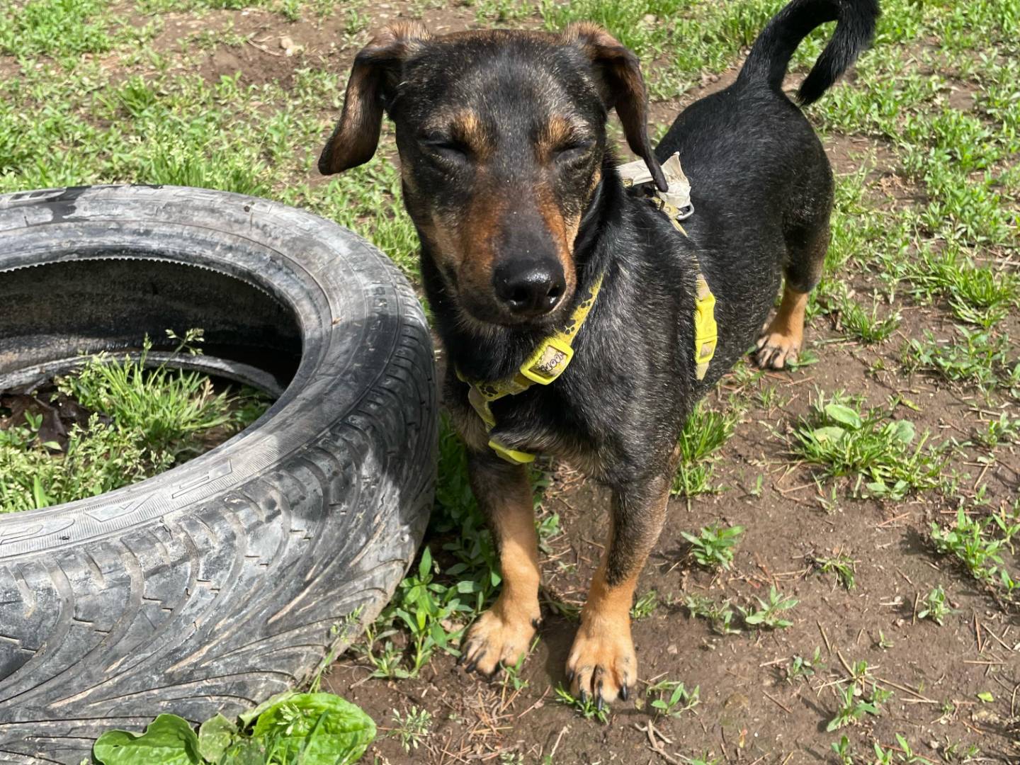 Adotta un cane, taglia piccola, maschio, Milano