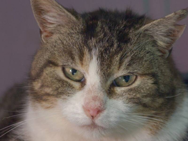 Adozione gatto, femmina, Razza sconosciuta Razza sconosciuta, 13 anni e 5 mesi, taglia non valida, Monza
