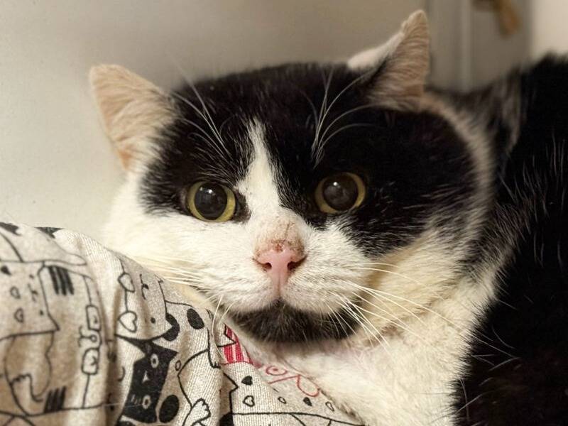 Adozione gatto, maschio, Razza sconosciuta Razza sconosciuta, 10 anni e 3 mesi, taglia non valida, Monza