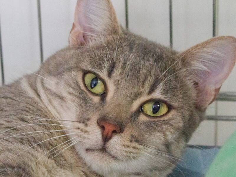 Adozione gatto, maschio, Razza sconosciuta Razza sconosciuta, 1 anno e 2 mesi, taglia non valida, Monza