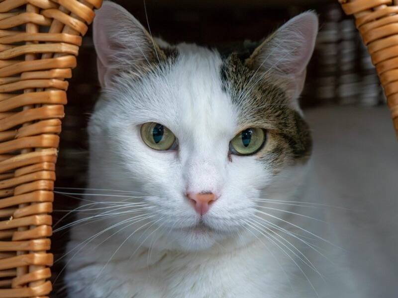 Adozione gatto, femmina, Razza sconosciuta Razza sconosciuta, 6 anni e 1 mese, taglia non valida, Monza