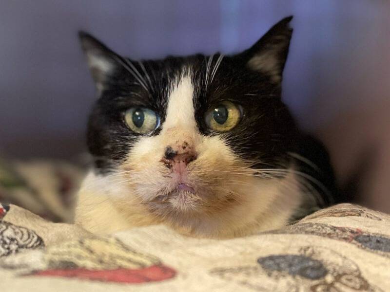 Adozione gatto, femmina, Razza sconosciuta Razza sconosciuta, 13 anni e 1 mese, taglia non valida, Monza