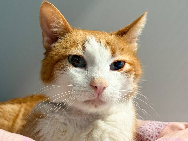 Adozione gatto, maschio, Razza sconosciuta Razza sconosciuta, 6 anni e 5 mesi, taglia non valida, Monza