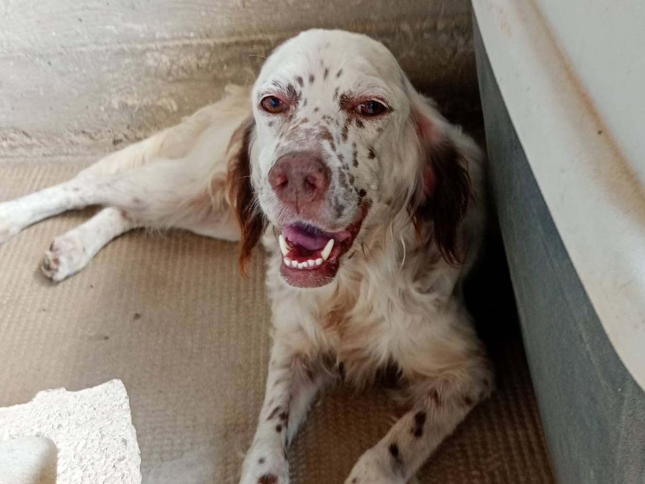 Adozione cane, femmina, Setter Inglese Razza sconosciuta, 6 anni e 5 mesi, taglia media contenuta, Latina