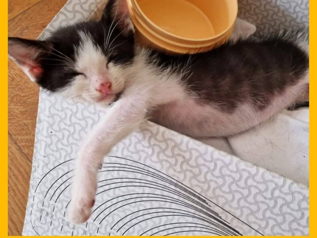 Adozione gatto, maschio, Razza sconosciuta Razza sconosciuta, 3 mesi, taglia non valida, Torino