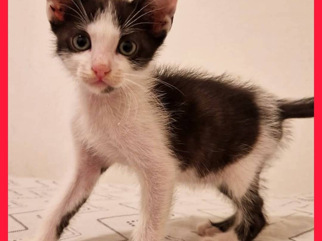 Adotta un gatto, maschio, 3 mesi, Torino