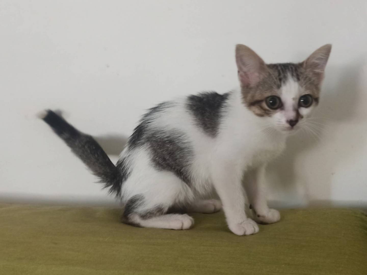 Vuoi adottare un gatto a Bari?
