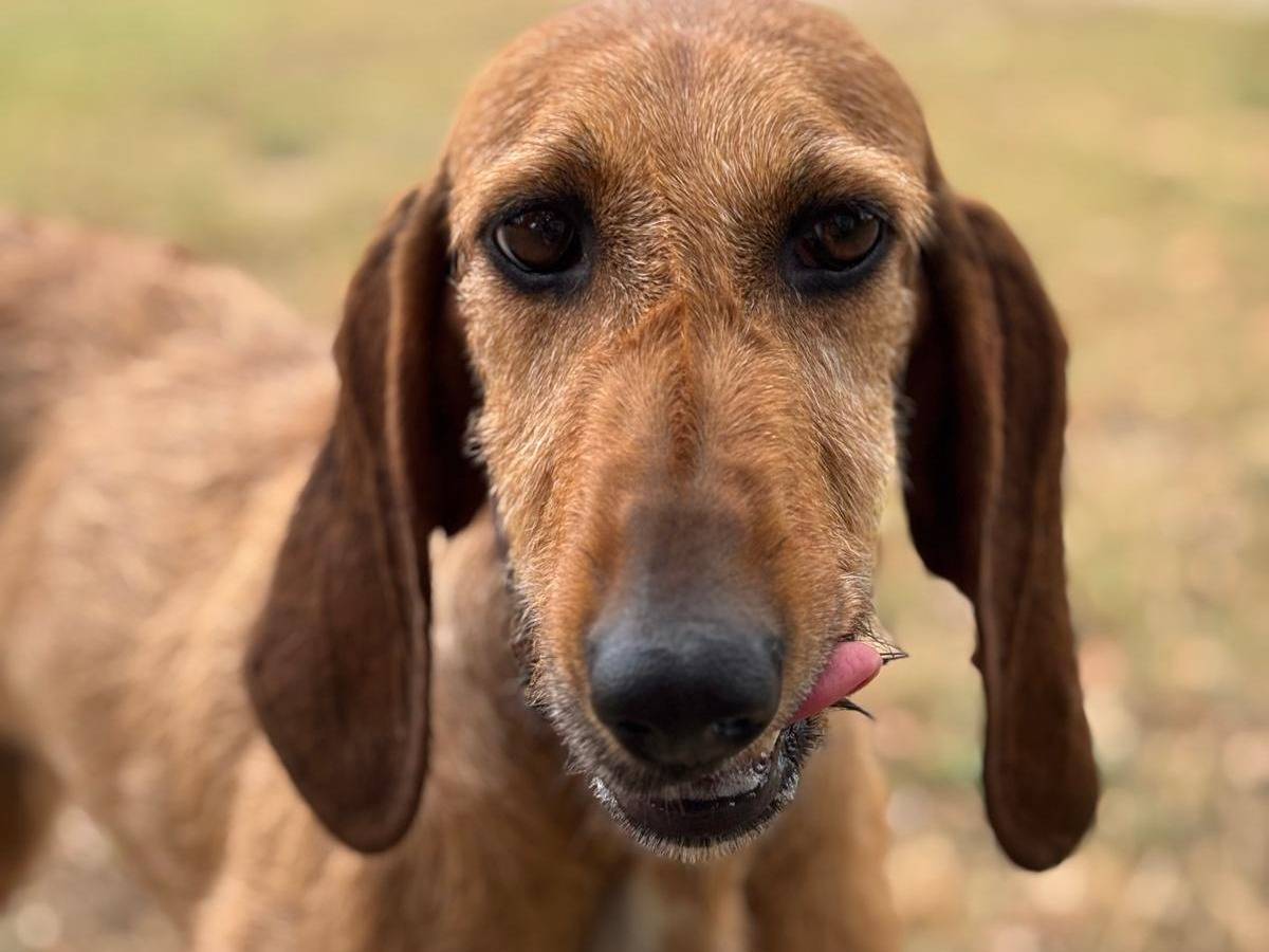 Vuoi adottare un cane a Pisa?