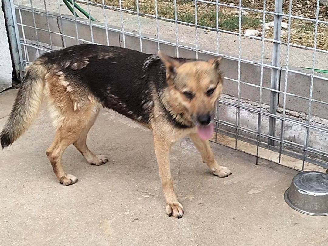 Vuoi adottare un cane a Frosinone?