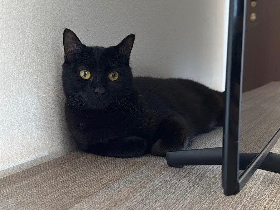 Adozione gatto, maschio, Razza sconosciuta Razza sconosciuta, 1 anno e 2 mesi, taglia non valida, Bari