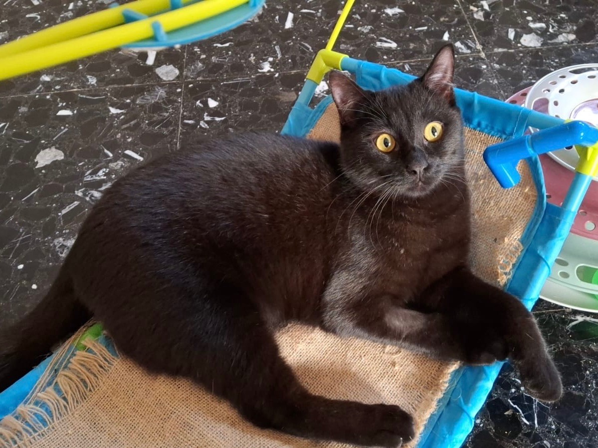 Adotta un gatto, taglia non valida, maschio, Bari