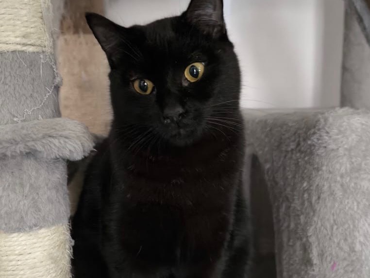 Vuoi adottare un gatto a Bari?
