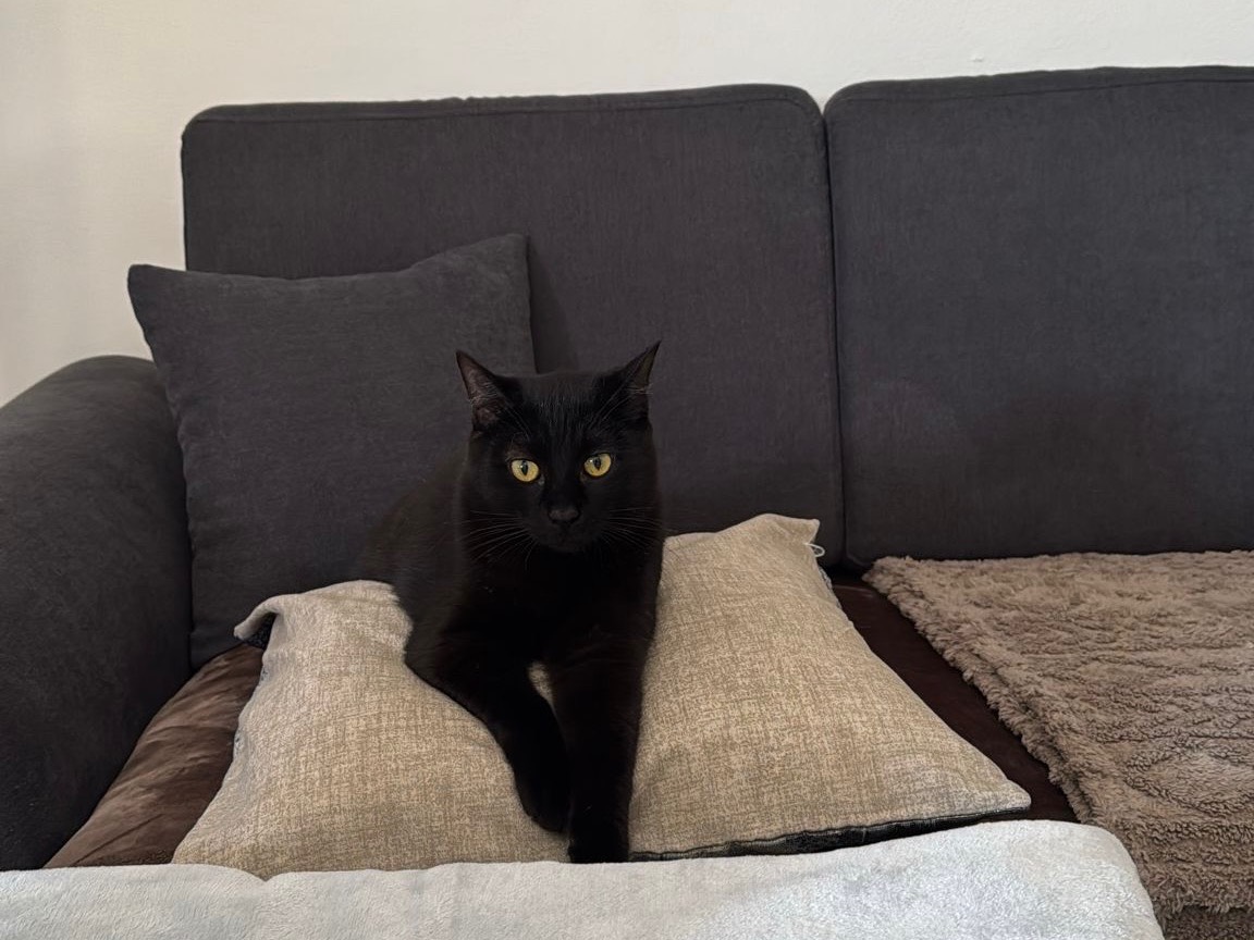 Adotta il gatto Sammy a Bari