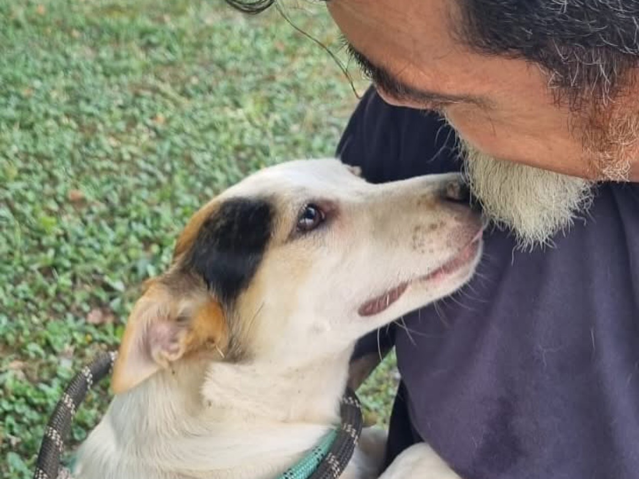 Adozione cane, femmina, Volpino di Pomerania Jack Russell Terrier, 1 anno e 1 mese, taglia piccola, Roma