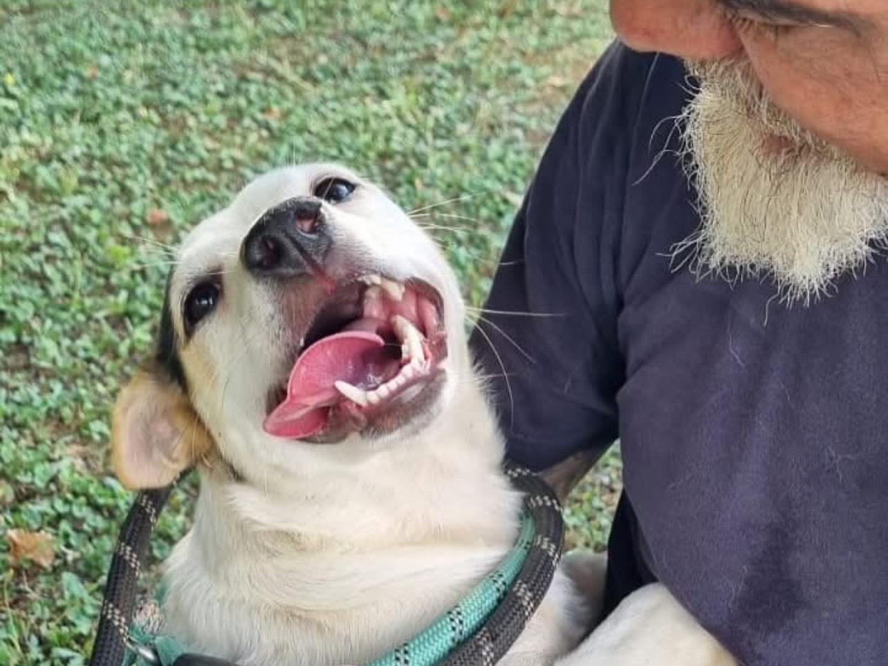 Adotta un cane, femmina, 1 anno e 1 mese, Roma