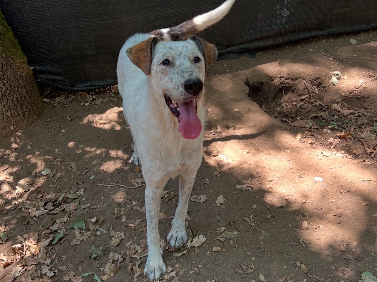 Adozione cane, femmina, Razza sconosciuta Razza sconosciuta, 1 anno e 8 mesi, taglia media, Roma