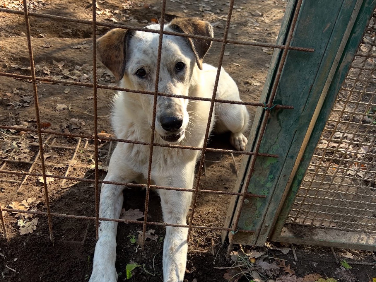 Adotta un cane, femmina, 1 anno e 8 mesi, Roma