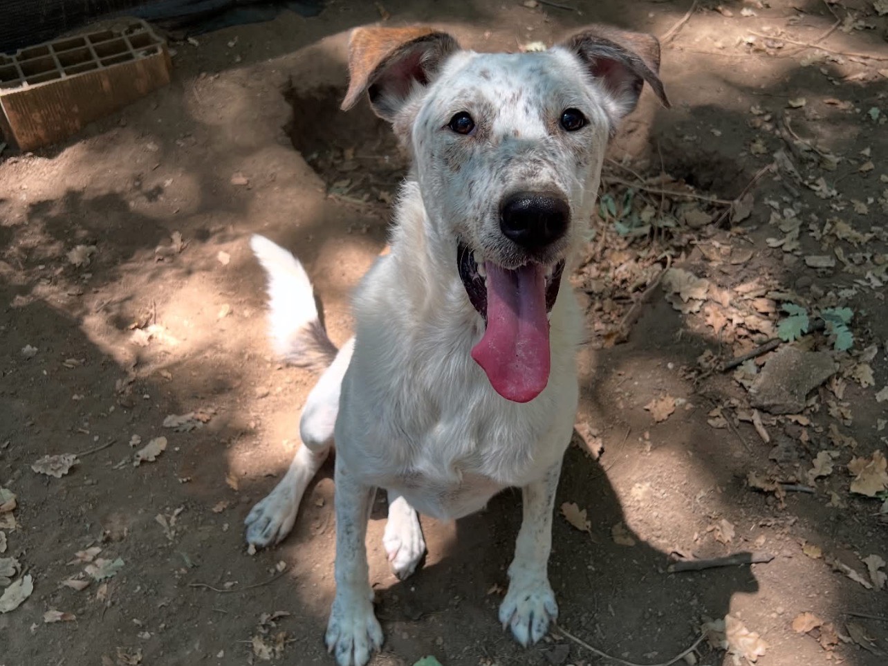 Adotta un cane, taglia media, femmina, Roma