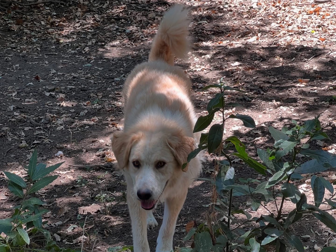 Vuoi adottare un cane a Roma?