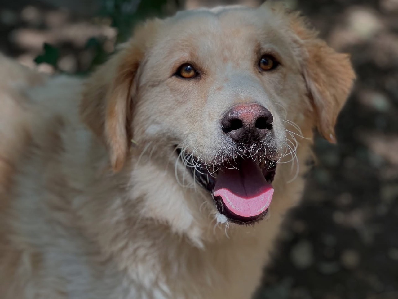 Adotta il cane Leone a Roma