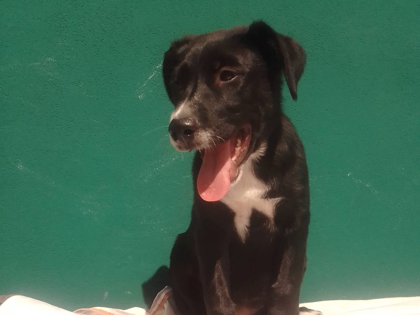 Vuoi adottare un cane a Udine?