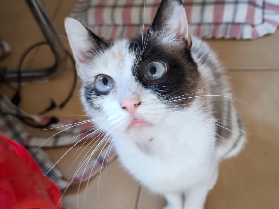 Adozione gatto, femmina, Razza sconosciuta Razza sconosciuta, 2 anni e 3 mesi, taglia non valida, Bari