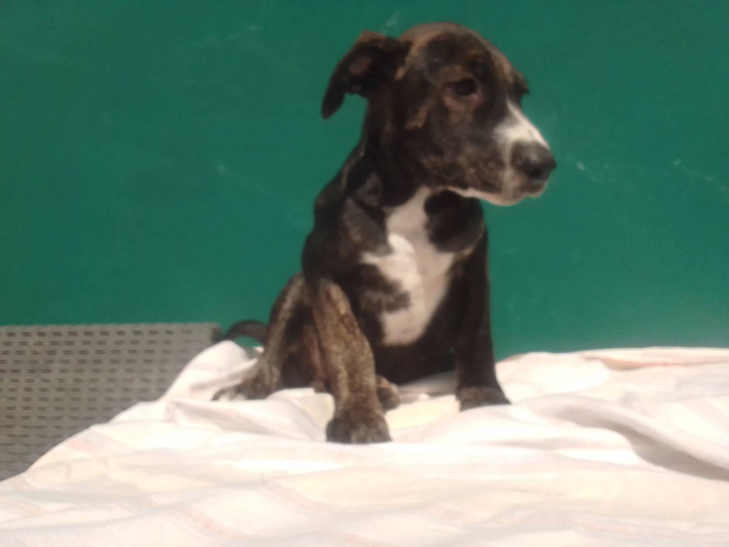 Vuoi adottare un cane a Piacenza?