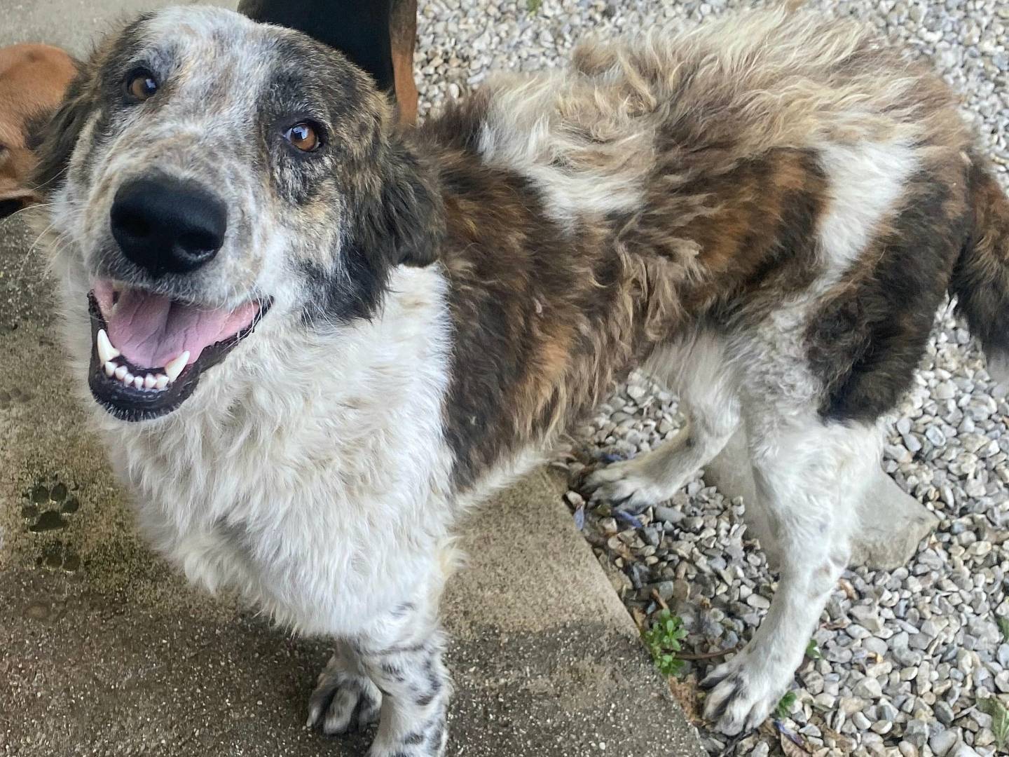 Adozione cane, femmina, Razza sconosciuta Razza sconosciuta, 2 anni e 2 mesi, taglia grande, Teramo