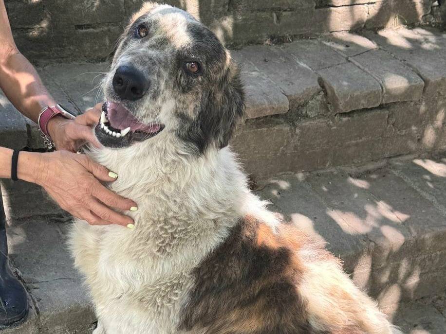 Adotta un cane, femmina, 2 anni e 2 mesi, Teramo
