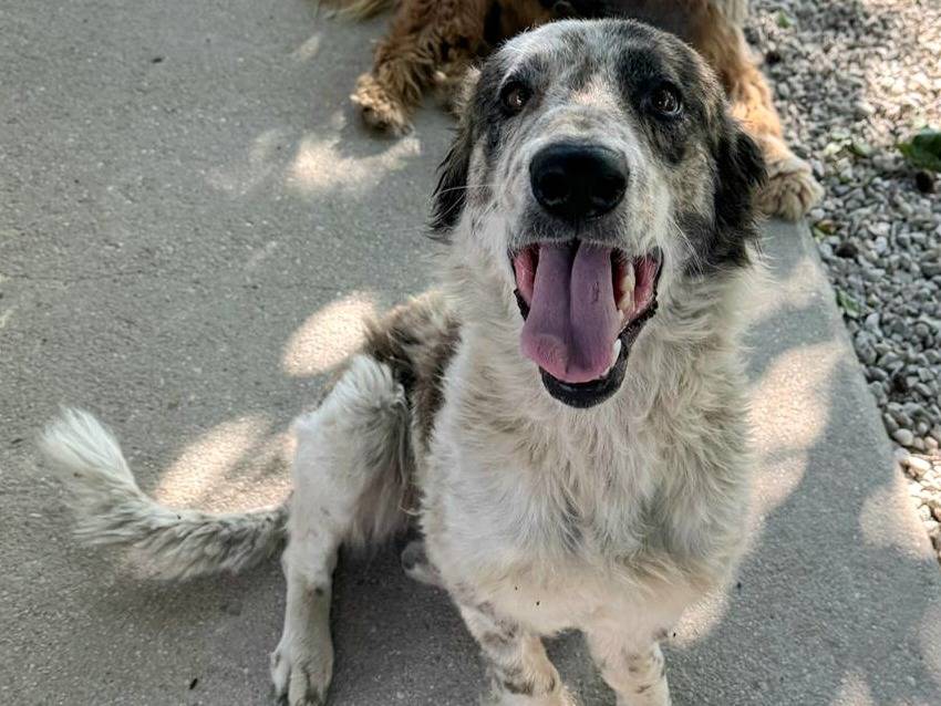 Adotta un cane, taglia grande, femmina, Teramo