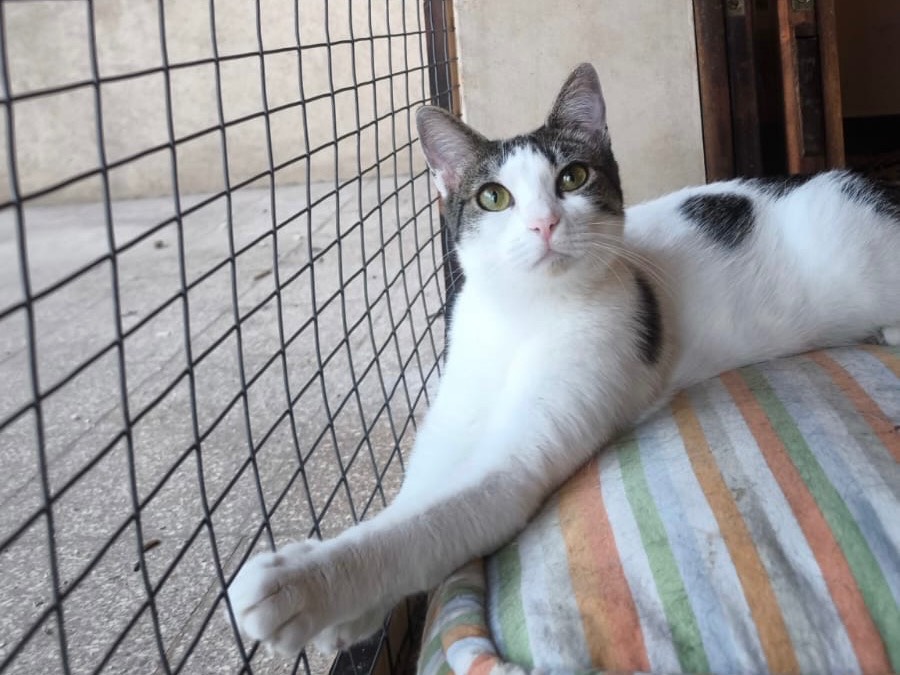 Adotta un gatto, femmina, 1 anno e 2 mesi, Bari