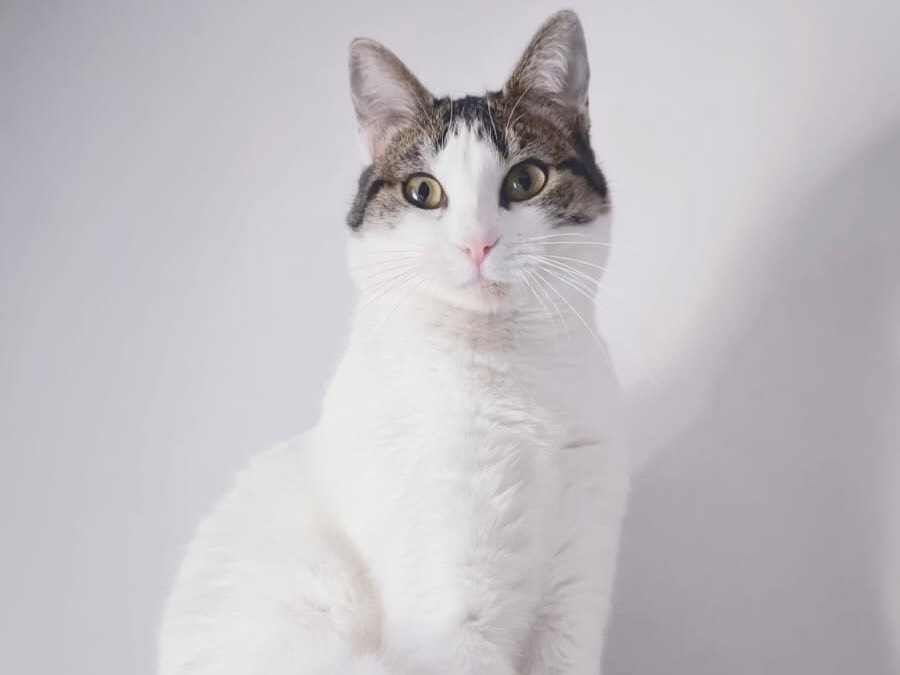 Adotta un gatto, taglia non valida, femmina, Bari