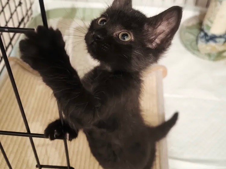 Adozione gatto, femmina, Razza sconosciuta Razza sconosciuta, 2 mesi, taglia non valida, Bari