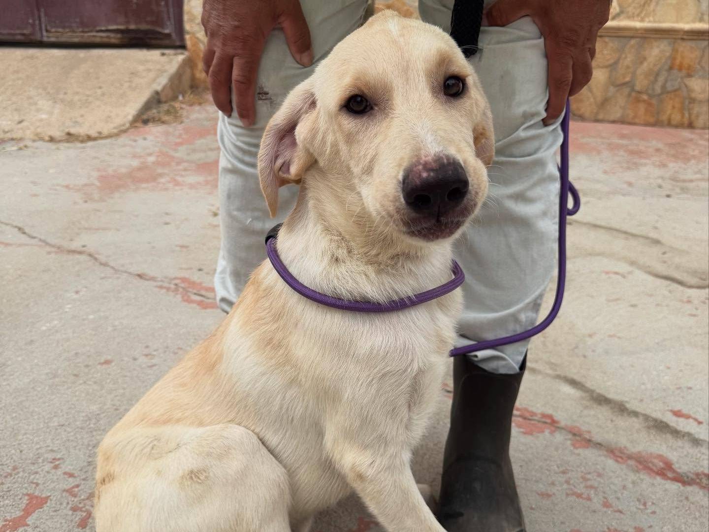 Adotta un cane, maschio, 4 mesi, Matera