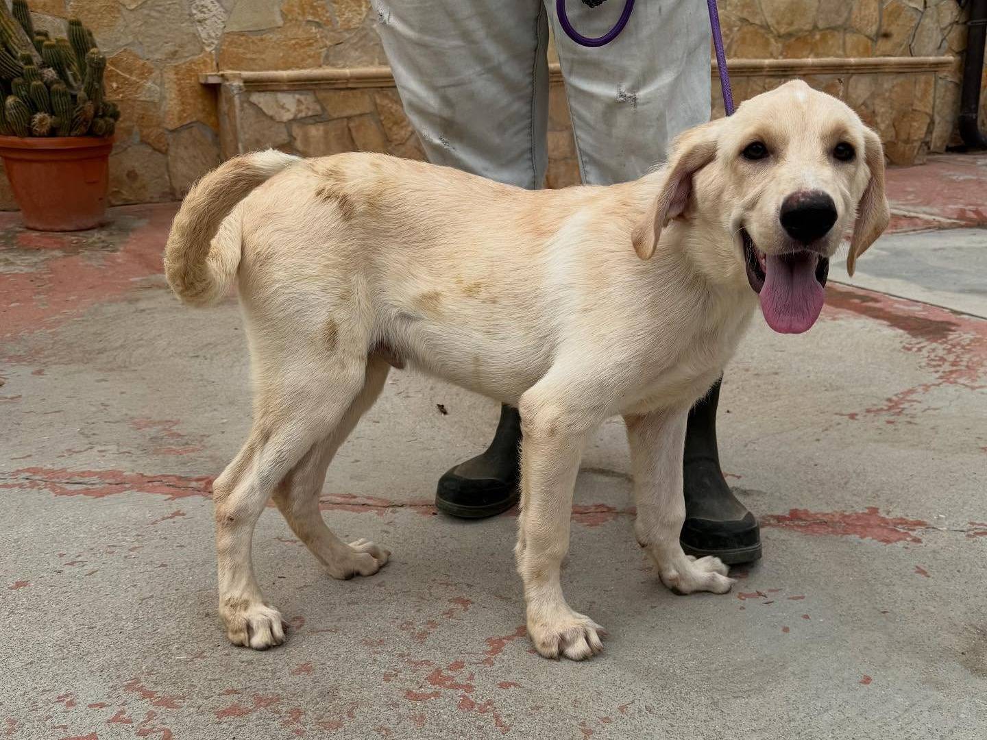 Vuoi adottare un cane a Matera?