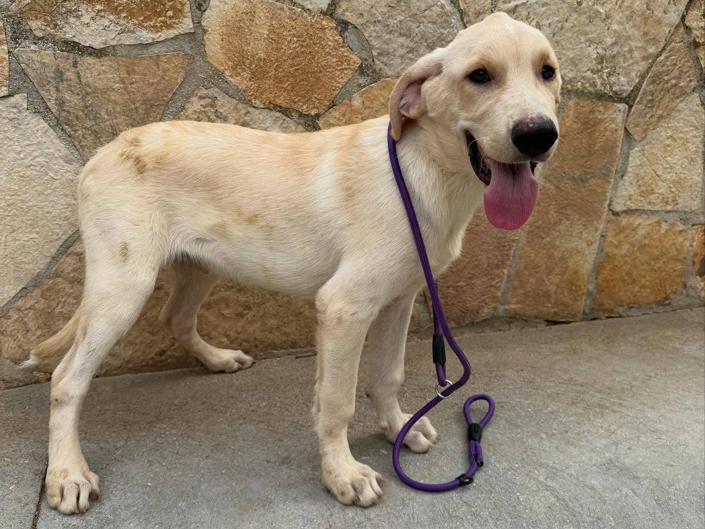 Adotta il cane Golia a Matera
