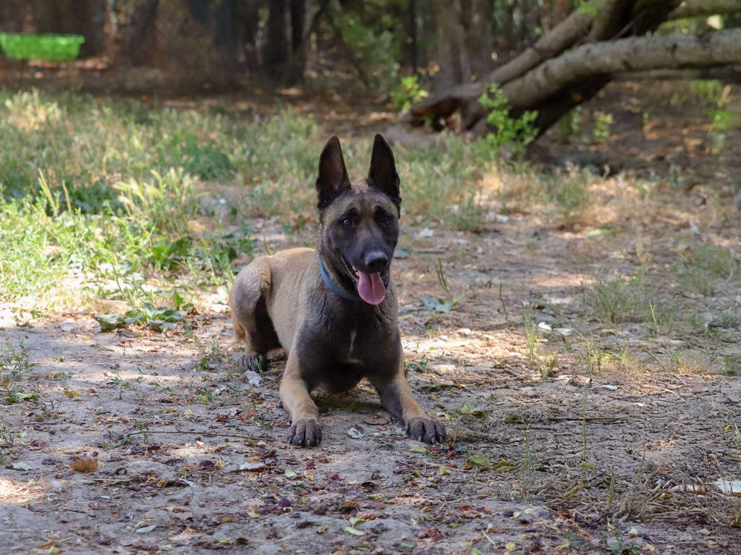 Adozione cane, maschio, Pastore Belga Malinois Razza sconosciuta, 1 anno e 8 mesi, taglia media, Bologna