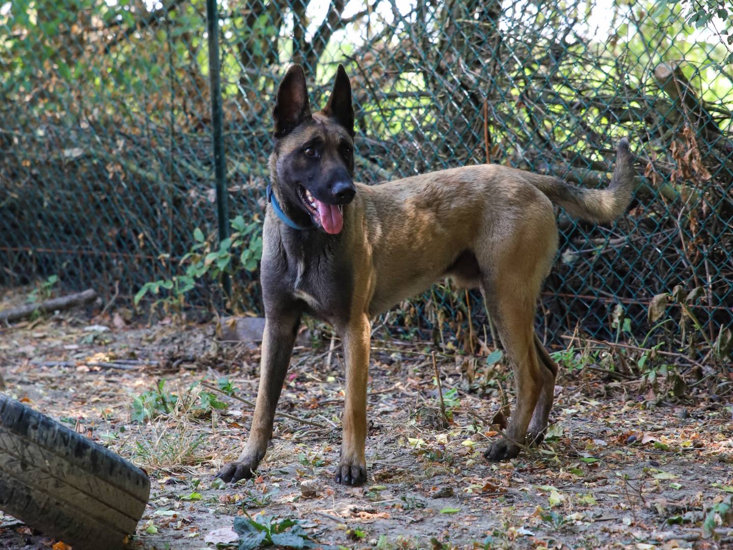 Adotta un cane, maschio, 1 anno e 8 mesi, Bologna