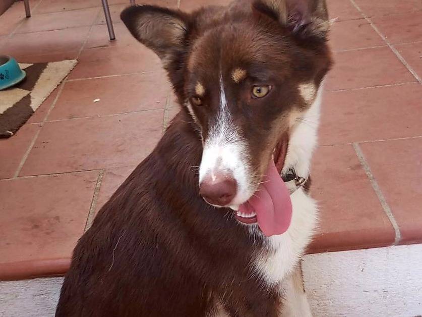 Adozione cane, maschio, Border Collie Razza sconosciuta, 7 mesi, taglia media, Varese