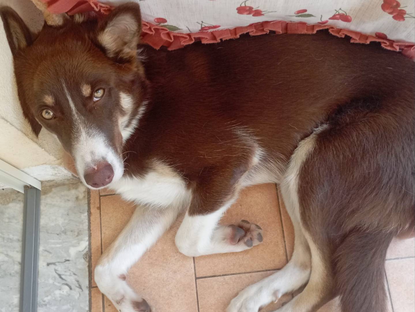 Adotta un cane, maschio, 7 mesi, Varese