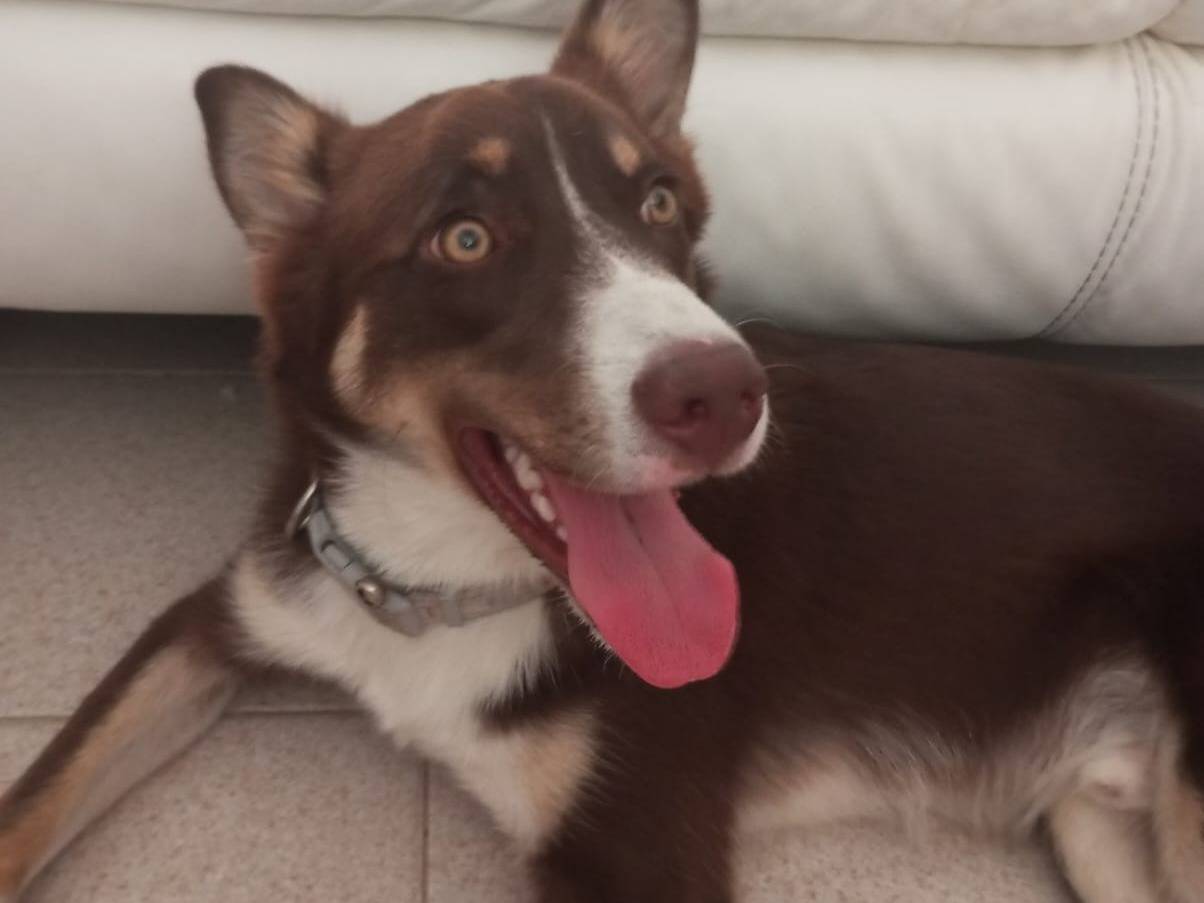 Adotta un cane, taglia media, maschio, Varese