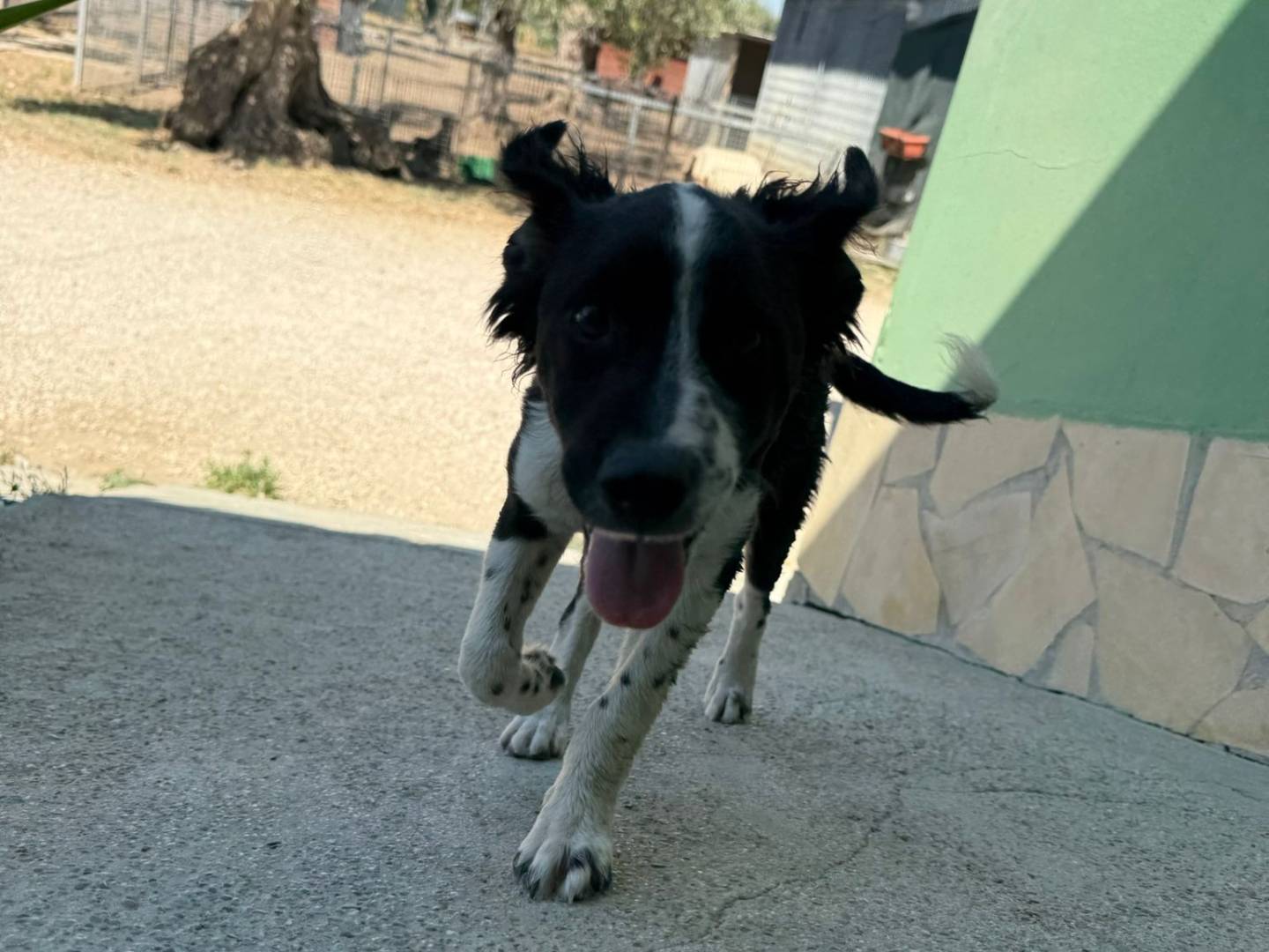 Vuoi adottare un cane a Matera?