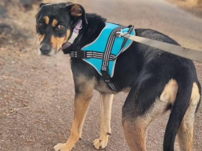 Adozione cane, femmina, Razza sconosciuta Razza sconosciuta, 2 anni, taglia media, Vicenza