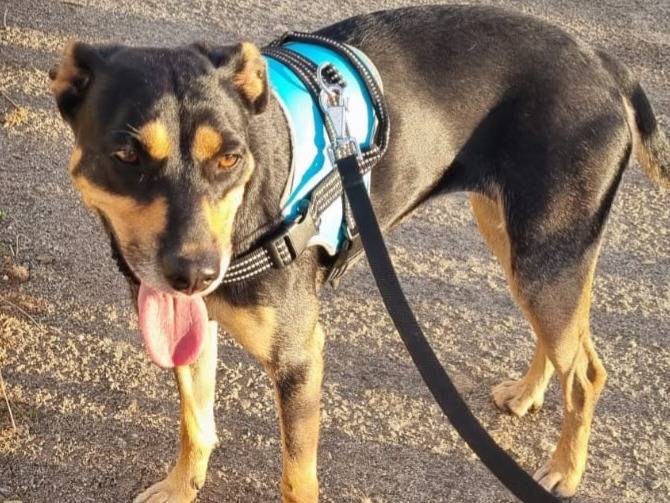 Adotta un cane, taglia media, femmina, Vicenza